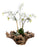 White Mini Orchid in Large Wood Bowl | Botanicals | Trovati Studio