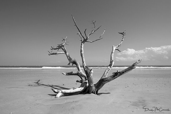 Driftwood Tree - Photograph - Palm Valley Imaging | Trovati Studio