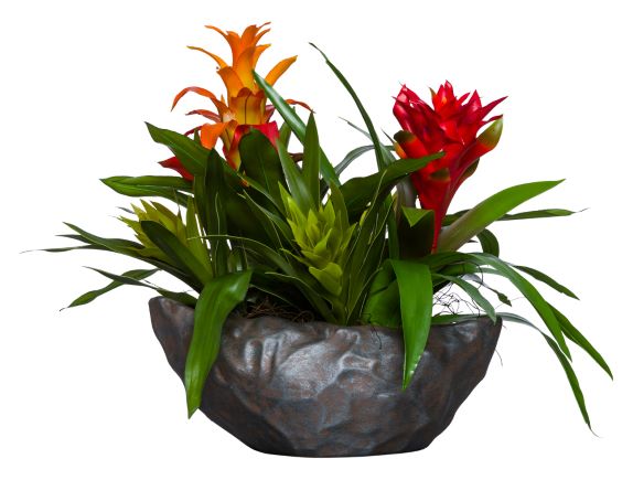 Assorted Bromeliad in Oval Pot | Botanicals | Trovati Studio