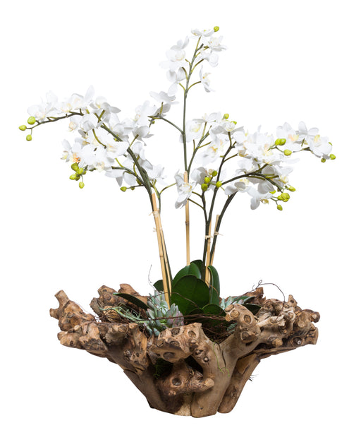 White Mini Orchid in Large Wood Bowl | Botanicals | Trovati Studio