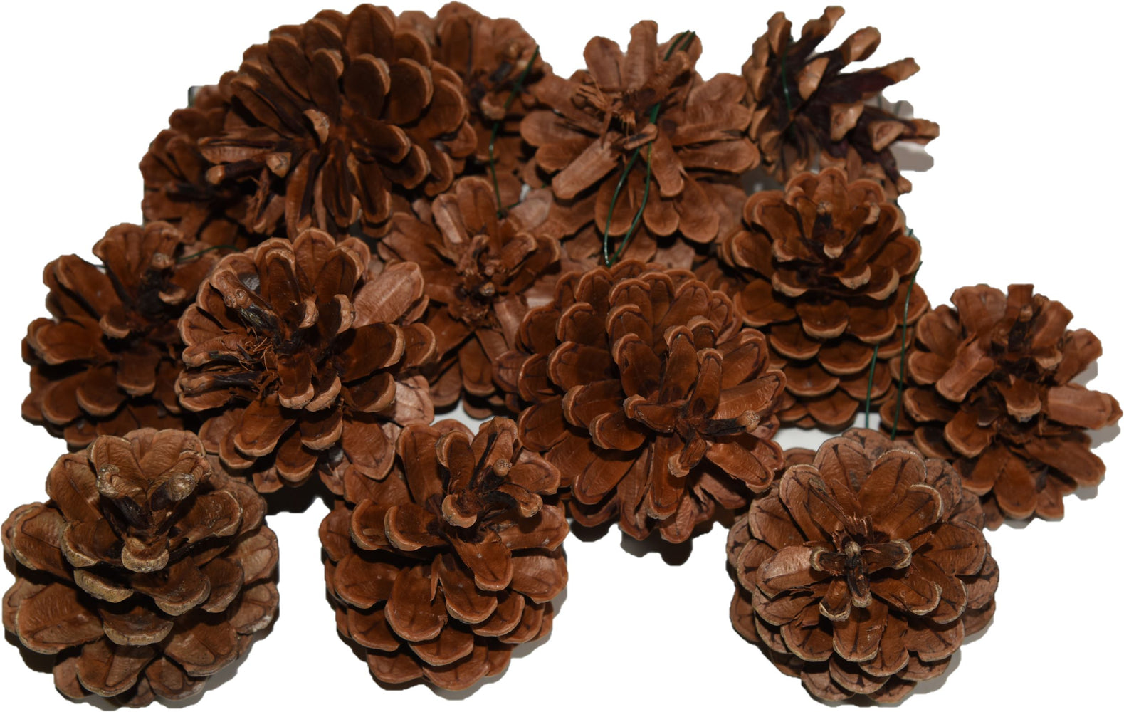 Austrica Natural Pinecones (Wired) | Seasonal Decor | Trovati Studio